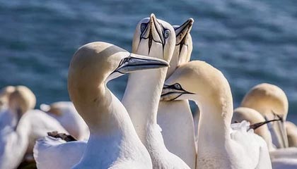 AYX GAME-赛季MVP竞争白热化，多位候选人状态出众，这赛季mvp