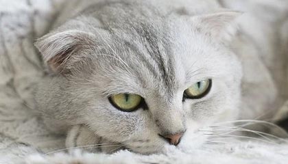 AYX GAME-赛季MVP竞争白热化，多位候选人状态出众，这赛季mvp